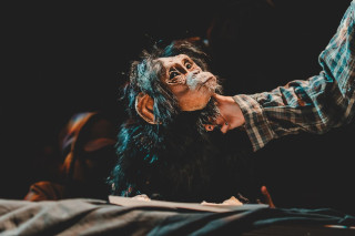 17 structures à la découverte des arts de la marionnette !